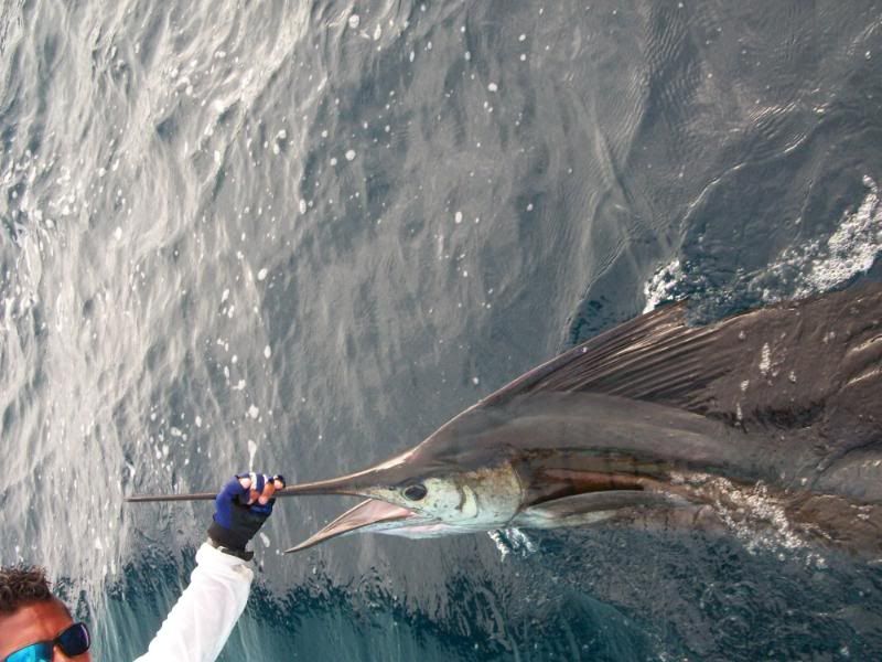 Sailfish Release Costa Rica