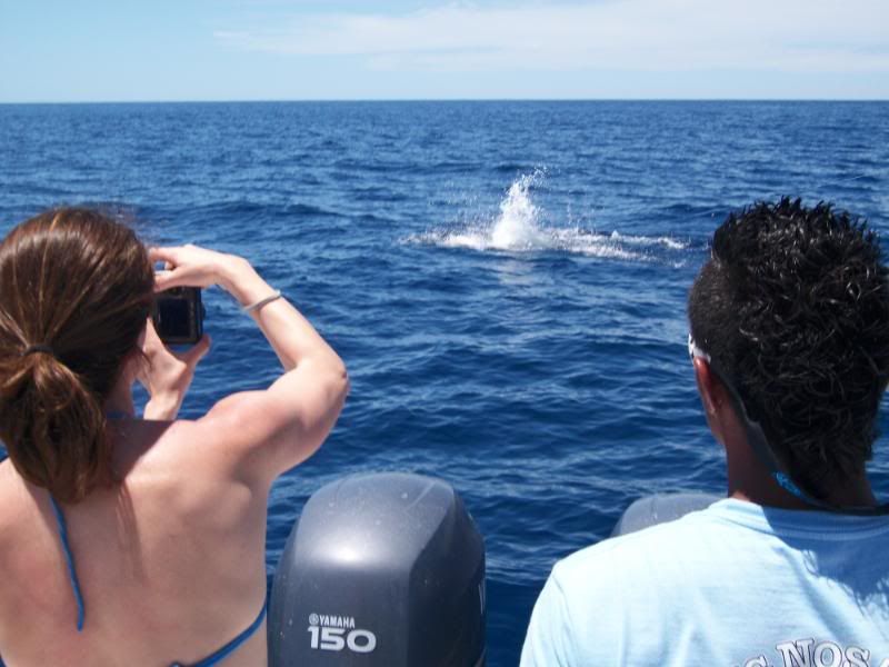 Costa Rica Sailfish Jump