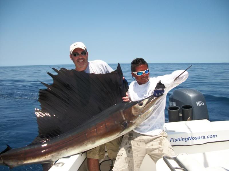 Sailfish