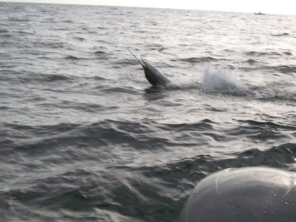 Costa Rica Sailfish Catch