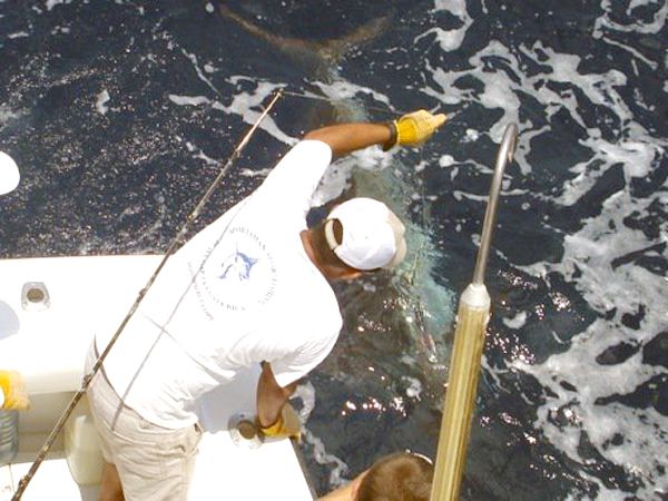 Billfish Capture Eduardo Carrillo 