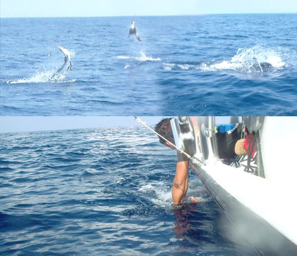 Jumping Sailfish Costa Rica