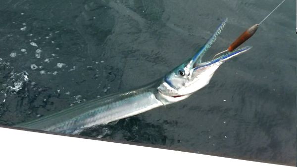 Needlefish