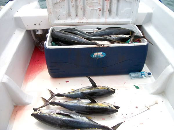 Yellowfin Tuna Catch