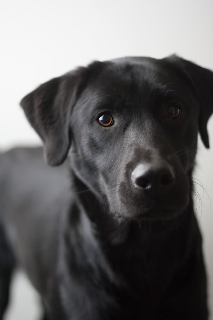 IMAGE: http://i1117.photobucket.com/albums/k585/LinseyD85/3109A_1.jpg