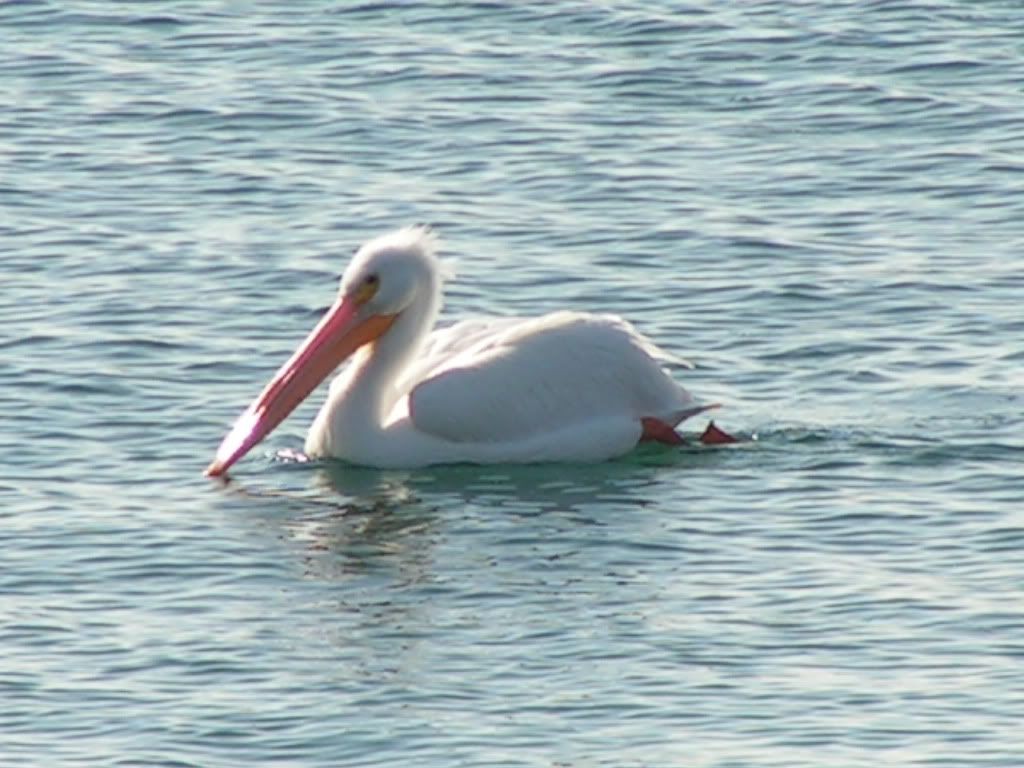 white pelican photo: White Pelican WhitePelican3.jpg