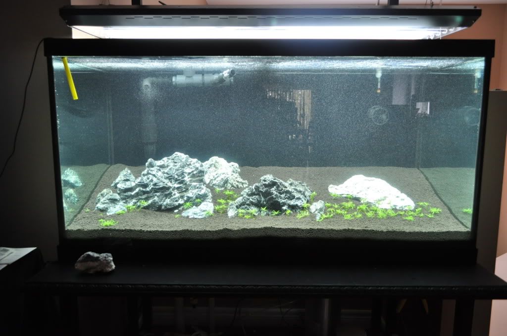 1.5" Siphon Tube Closed Loop Filtration System Barr Report Forum