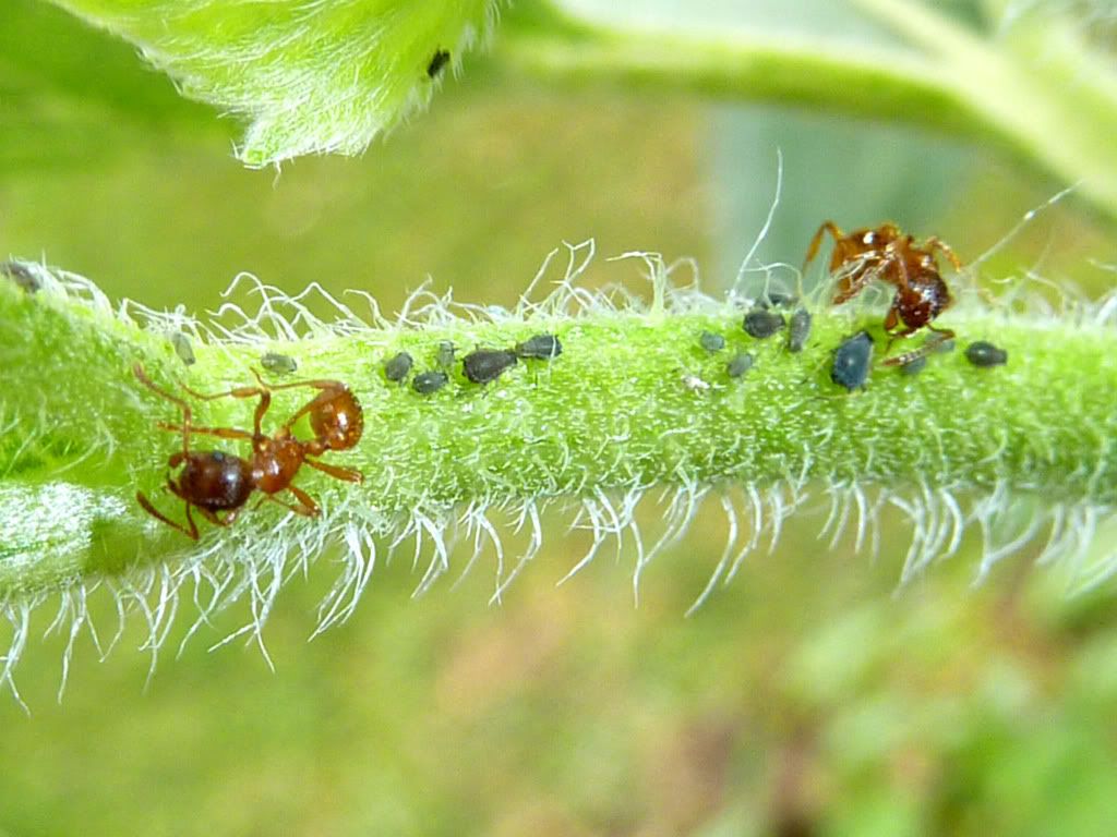 How To Control Aphids Hortophile My New Garden 5684