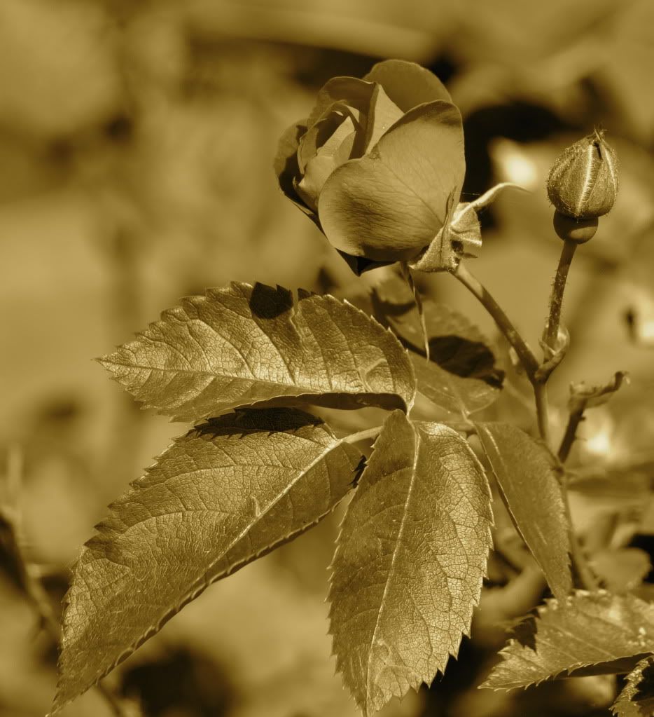 _DSC0004.jpg