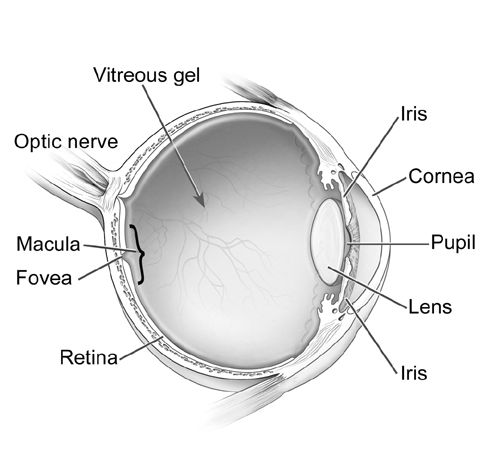 Eye Anatomy Schematic