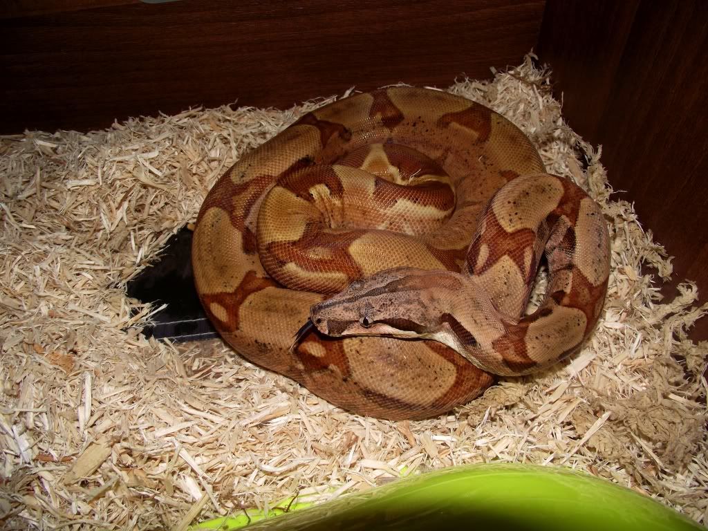 2 questions What makes a jungle boa a jungle Reptile Forums