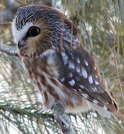 owl photo: owl 227owl.jpg
