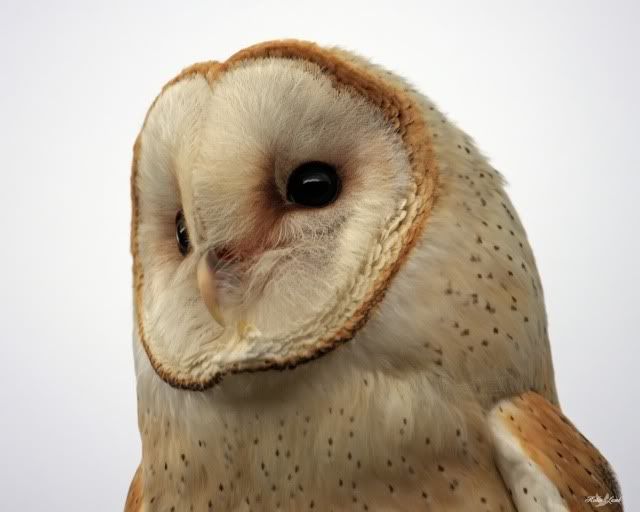 snow owl photo: owl owlll.jpg