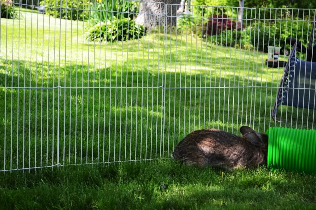 Good size of an indoor cage for Holland Lop? Rabbits Online Pet