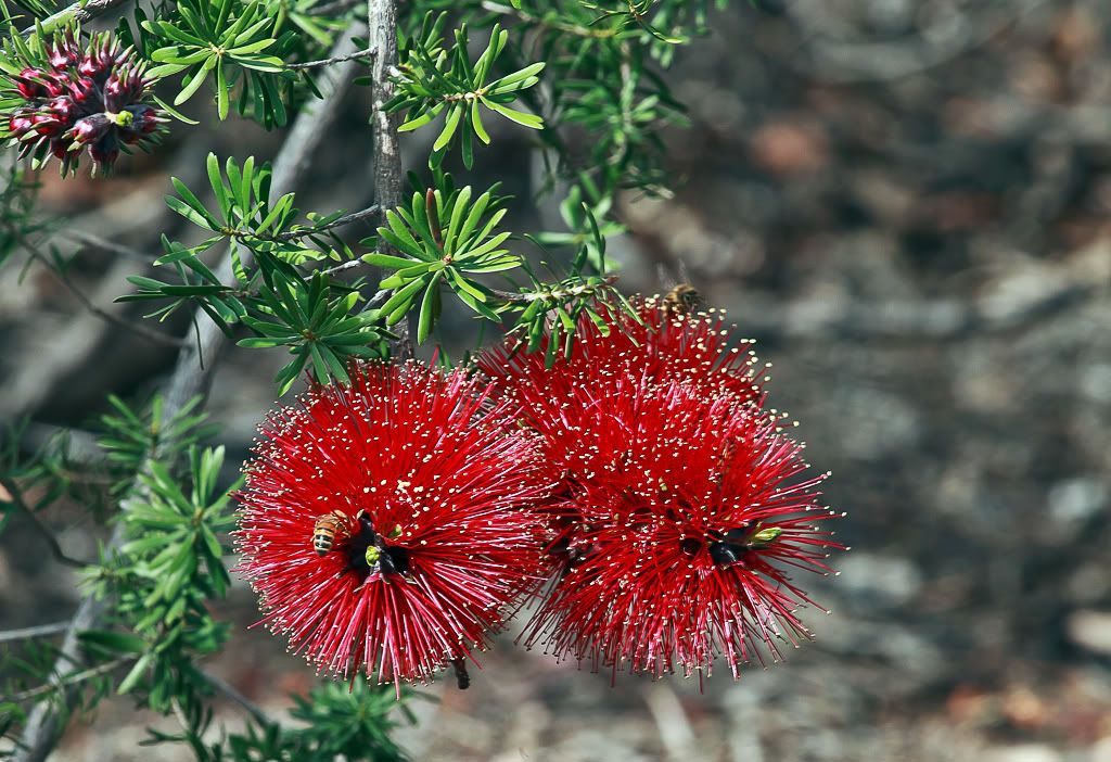 IMAGE: http://i1117.photobucket.com/albums/k596/Dave_Kelly/Bushwalk/144.jpg