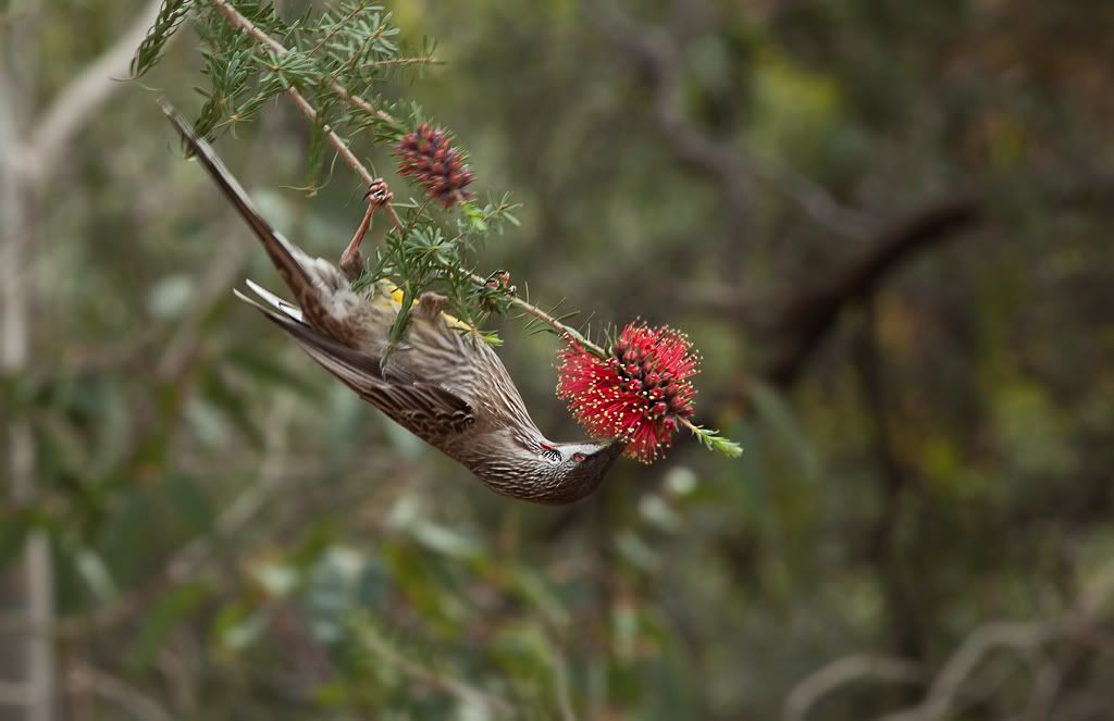 IMAGE: http://i1117.photobucket.com/albums/k596/Dave_Kelly/Bushwalk/2852.jpg