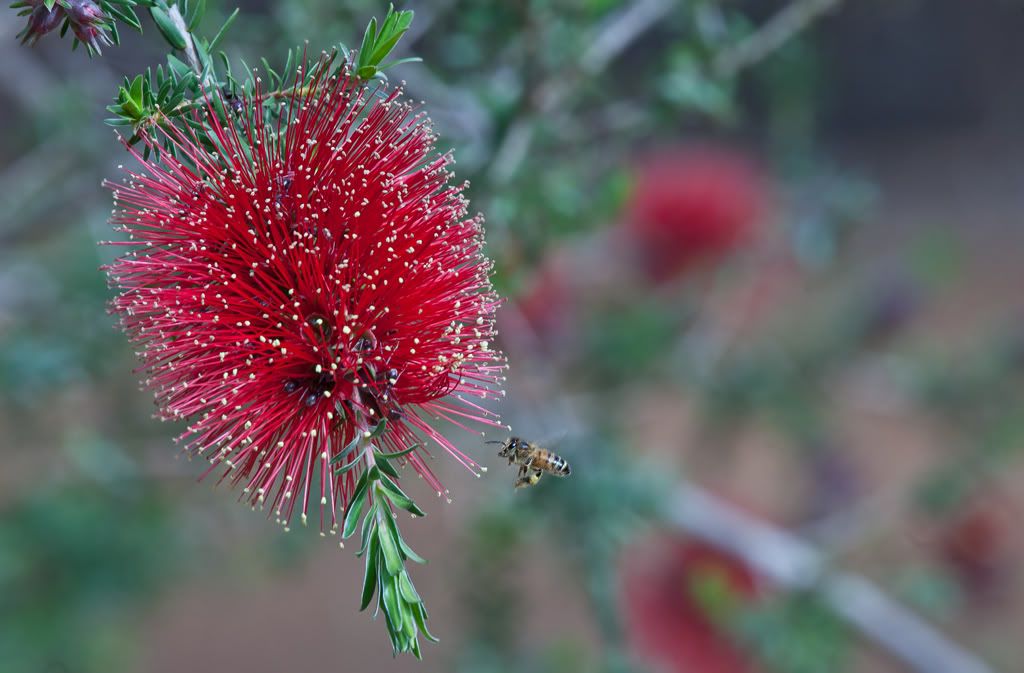 IMAGE: http://i1117.photobucket.com/albums/k596/Dave_Kelly/Bushwalk/296.jpg