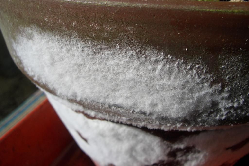 Seeking temporary solutions to keep clay pots clean of mold Venus Fly