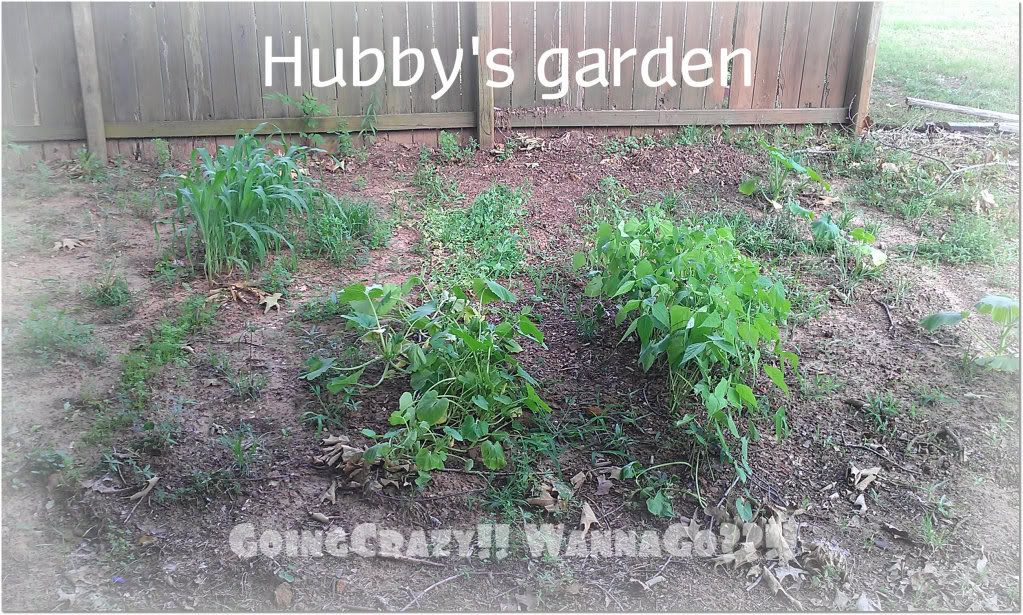 Hubby's garden