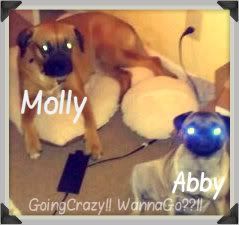 Molly and Abby {our dogs} love Vet Depot products