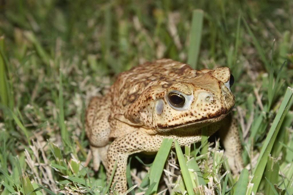 rhinella marinus