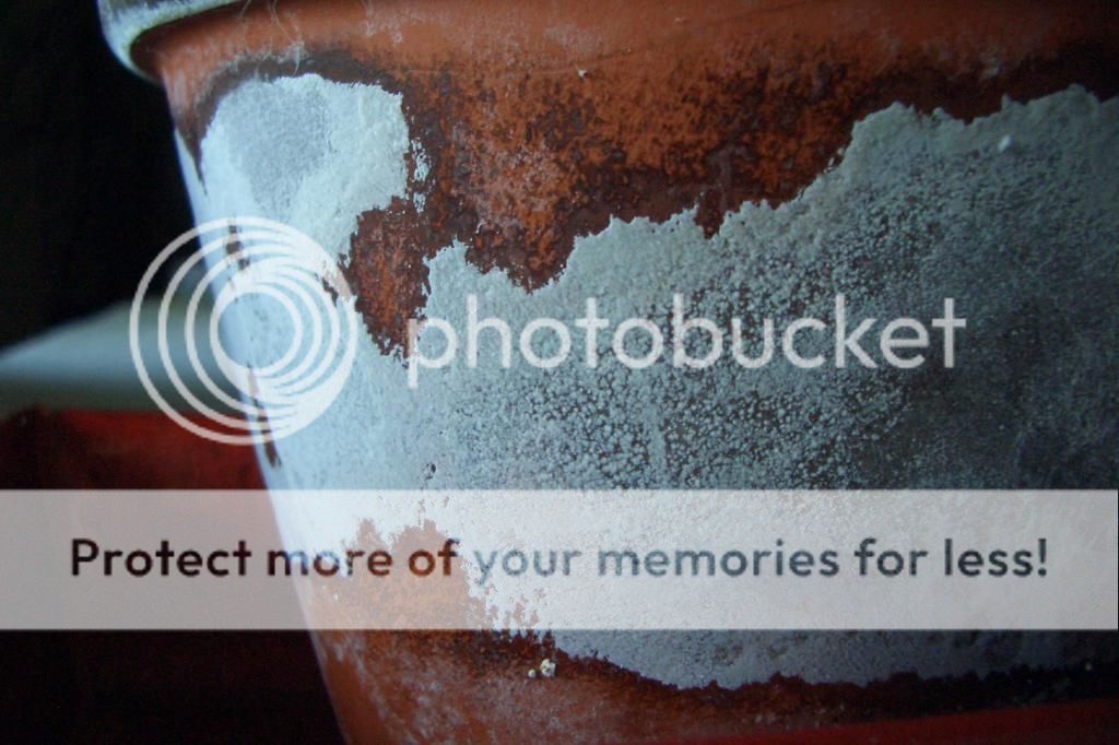 Seeking temporary solutions to keep clay pots clean of mold